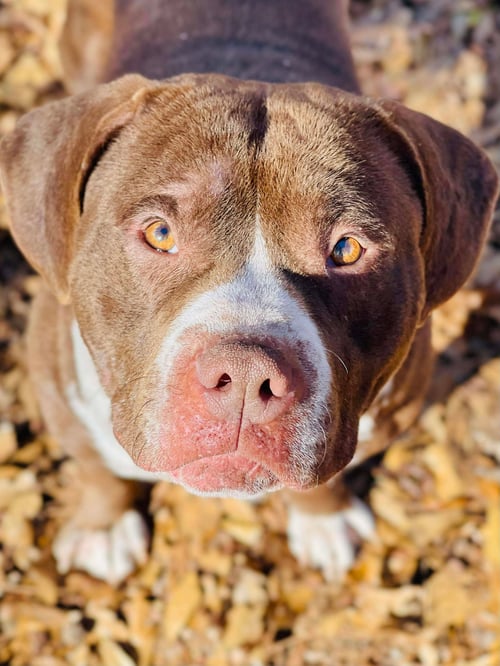 COURTESY POST...BUBBA - American Bulldog / American Staffordshire Terrier available for adoption
