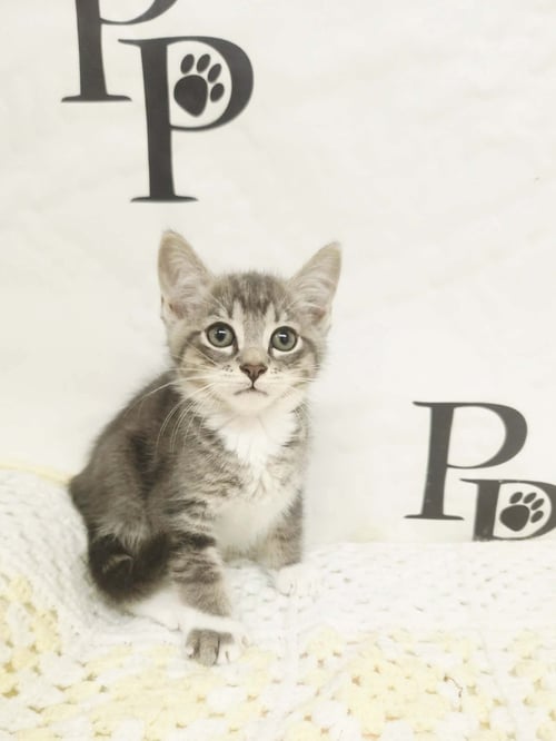 BLUES - Domestic Short Hair / Tabby available for adoption