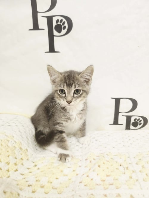 BLUES - Domestic Short Hair / Tabby available for adoption