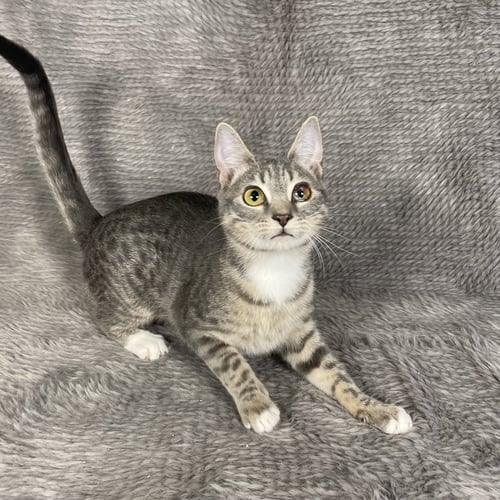 PALM HARBOR - ANDREA - Domestic Short Hair for adoption in Athens