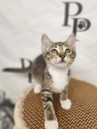 Ella - Photo 3