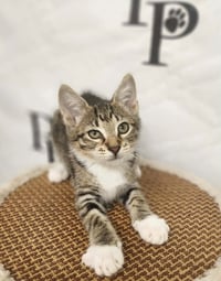 Ella - Photo 1