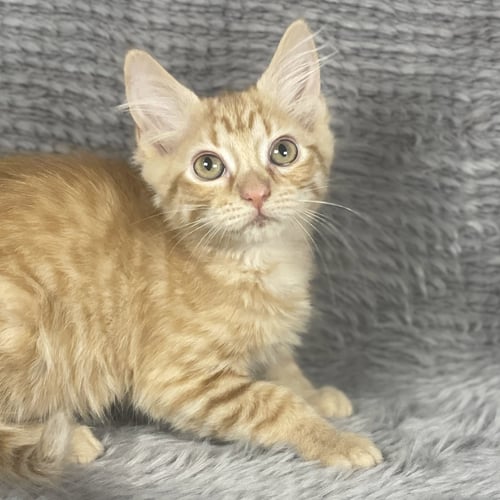 CURACAO - ANDREA FOSTER - Domestic Short Hair available for adoption