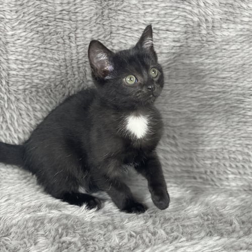MESQUITE - ANDREA FOSTER - Domestic Short Hair available for adoption