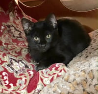 Amara - Photo 1