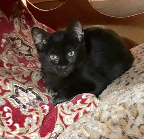 AMARA - Domestic Medium Hair / Domestic Medium Hair available for adoption