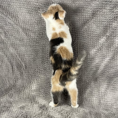 FEEDBACK - ANDREA FOSTER - Domestic Short Hair available for adoption