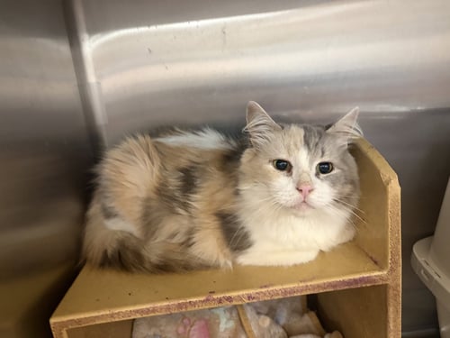 JESSE - Domestic Long Hair available for adoption