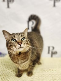 Binky - Photo 2