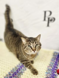 Binky - Photo 3