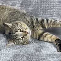 Binky - Andrea foster - Photo 2
