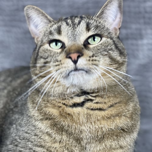 BINKY - ANDREA FOSTER - Domestic Short Hair for adoption in Athens