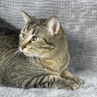 Binky - Andrea foster - Photo 4