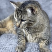 Binky - Andrea foster - Photo 3