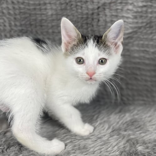 DAPPLE - ANDREA FOSTER - Domestic Short Hair for adoption in Athens