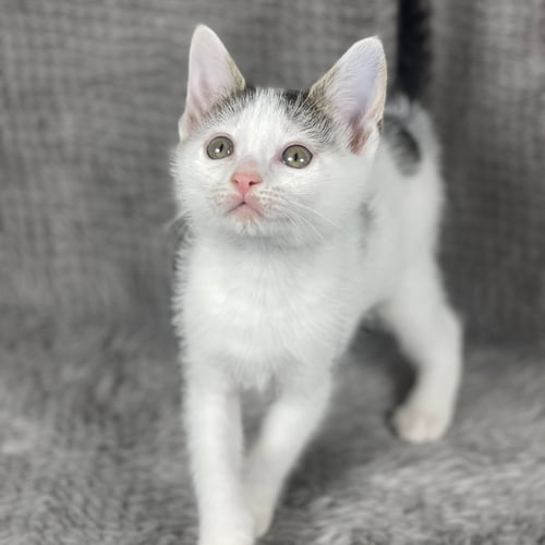 DAPPLE - ANDREA FOSTER - Domestic Short Hair available for adoption
