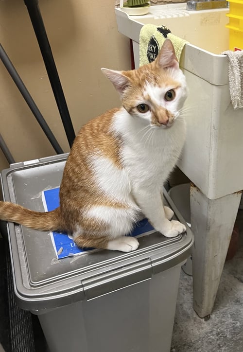 FANNY PACK - Domestic Short Hair for adoption in Athens