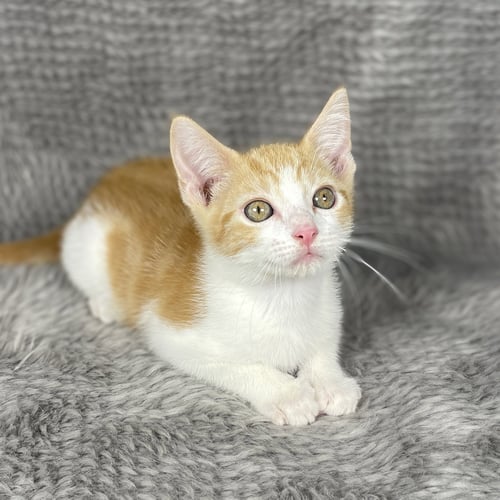 RACING STRIPES - ANDREA FOSTER - Domestic Short Hair available for adoption