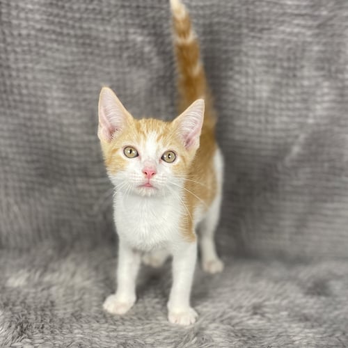 RACING STRIPES - ANDREA FOSTER - Domestic Short Hair available for adoption