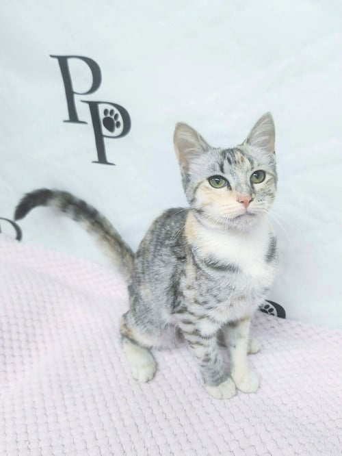 MARSHMALLOW - Domestic Short Hair available for adoption
