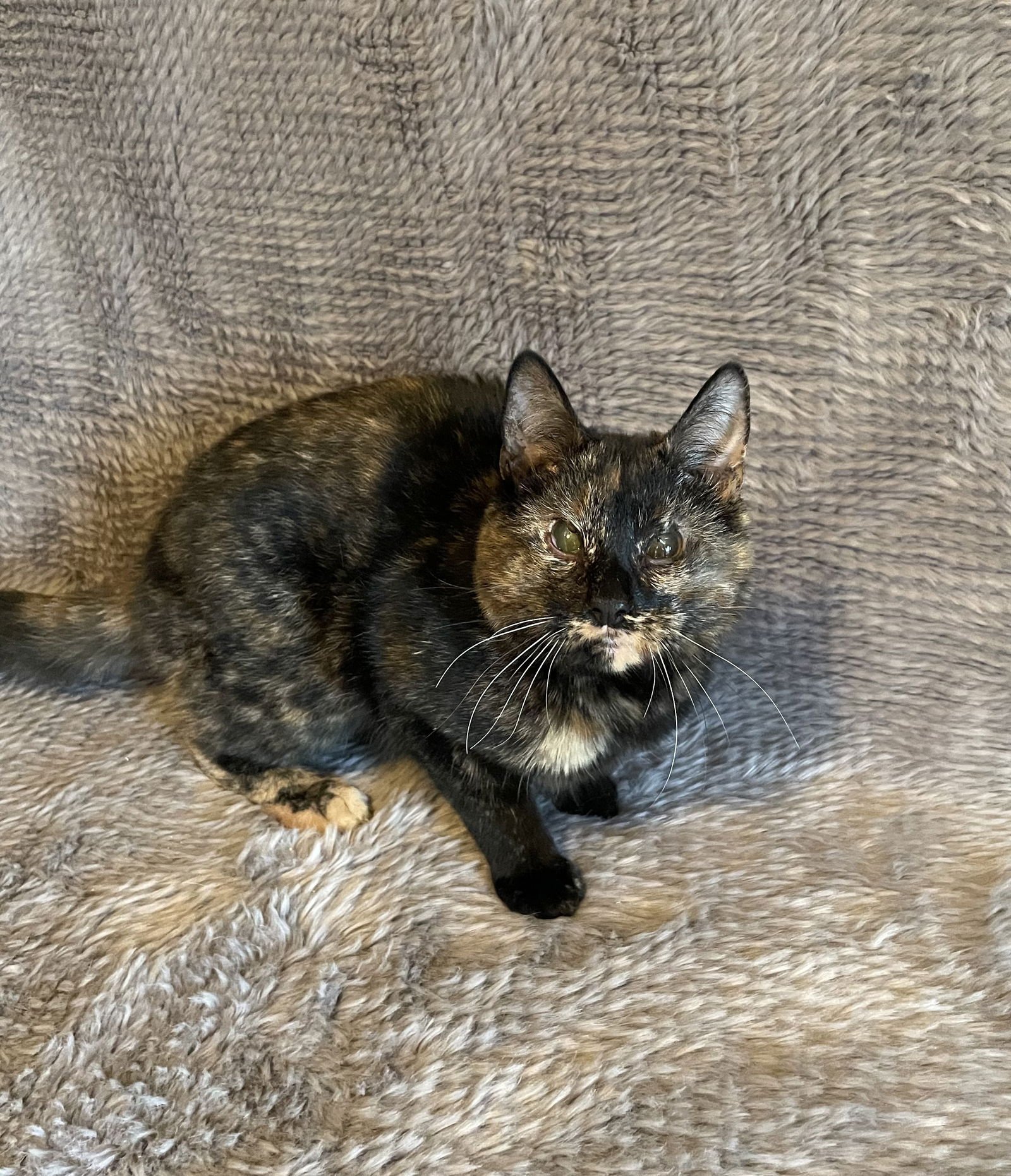 PLUM - ANDREA FOSTER - Domestic Short Hair available for adoption