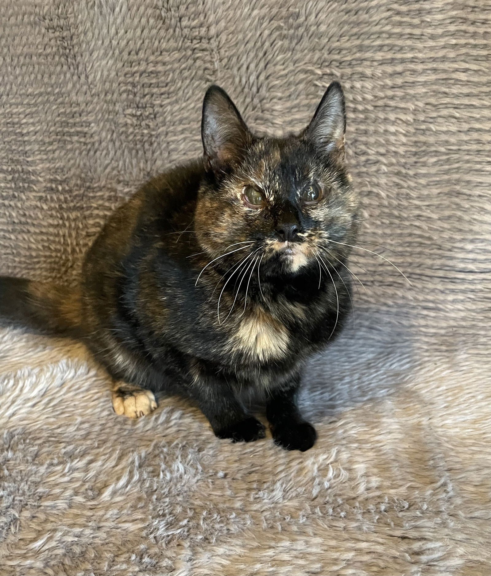 Plum - Andrea foster - Photo 3