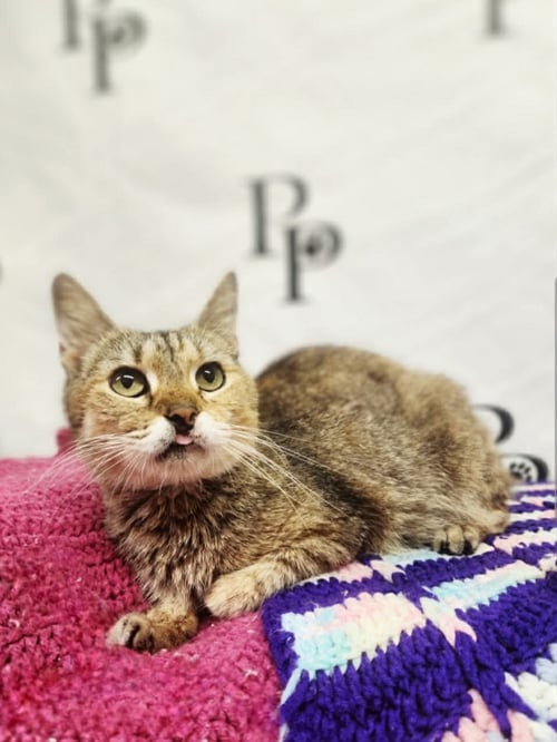 AMBER - Domestic Short Hair available for adoption