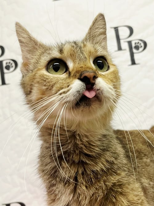 AMBER - Domestic Short Hair available for adoption