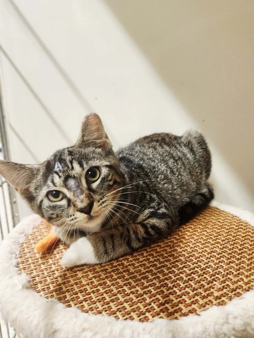 RONALDO - Domestic Short Hair available for adoption