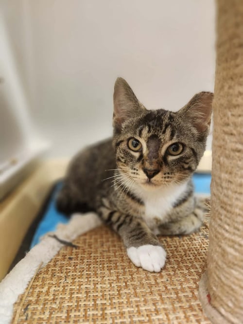 RONALDO - Domestic Short Hair available for adoption