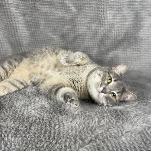 SUDOKU - ANDREA FOSTER - Domestic Short Hair available for adoption