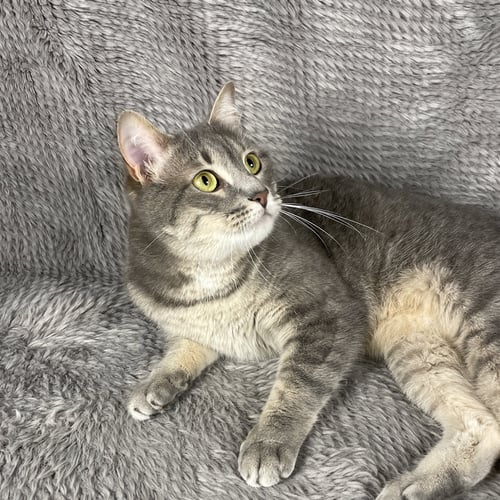 SUDOKU - ANDREA FOSTER - Domestic Short Hair available for adoption