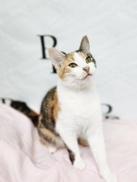Callie - Photo 1