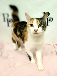 Callie - Photo 2