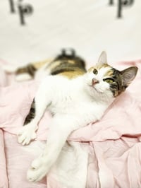 Callie - Photo 3