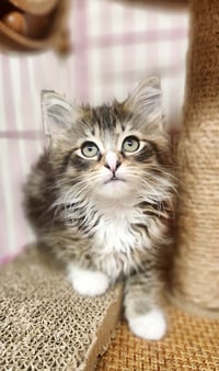 Clawdette - Photo 1