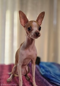 LUNA - Photo 2