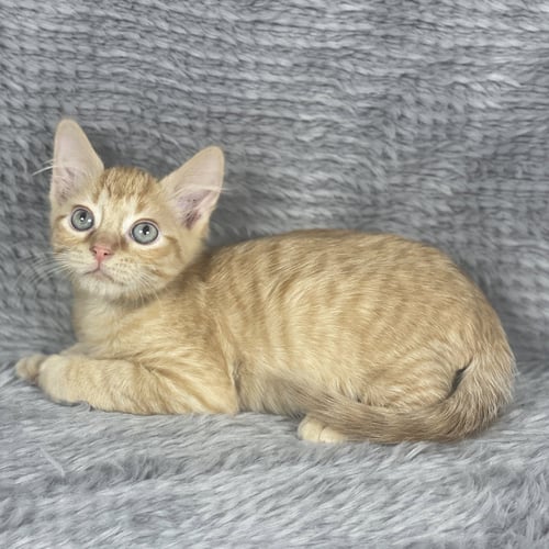 COINTREAU - ANDREA FOSTER - Domestic Short Hair available for adoption