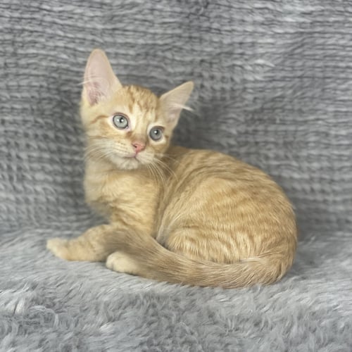 COINTREAU - ANDREA FOSTER - Domestic Short Hair available for adoption