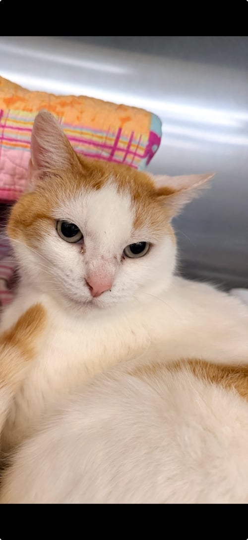 PEGGY - Domestic Short Hair for adoption in Athens