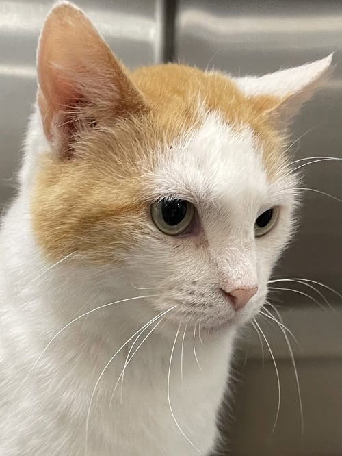 PEGGY - Domestic Short Hair for adoption in Athens