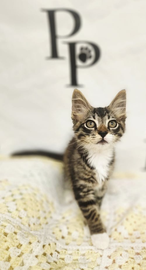 ROCK N ROLL - Domestic Medium Hair available for adoption