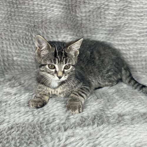 APPLEWOOD - ANDREA FOSTER - Domestic Short Hair available for adoption