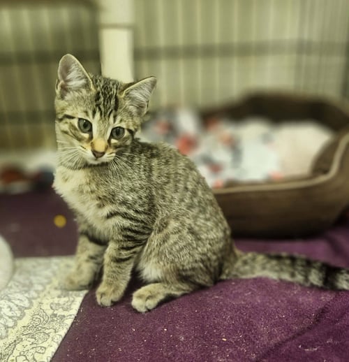 MEEKAH - Domestic Short Hair available for adoption