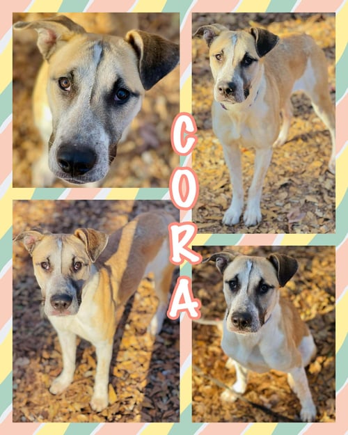 COURTESY POST..CORA - Carolina Dog / Anatolian Shepherd for adoption in Athens