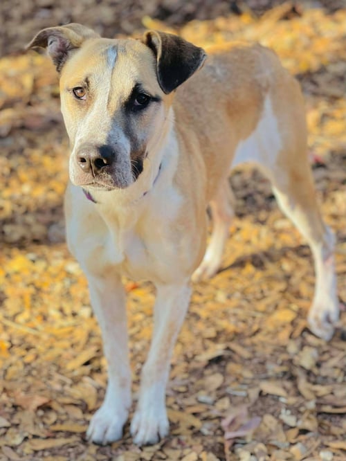 COURTESY POST..CORA - Carolina Dog / Anatolian Shepherd available for adoption