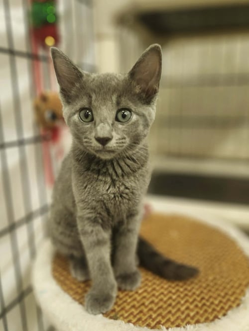 AZUL - Domestic Short Hair available for adoption