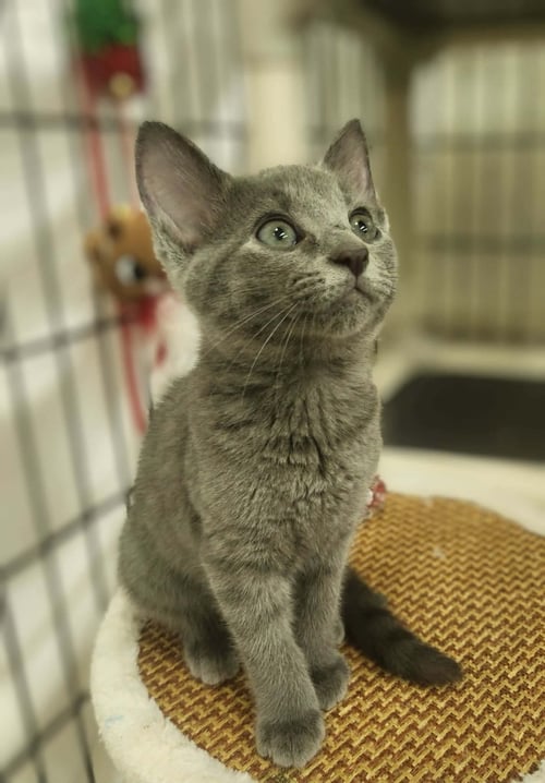 AZUL - Domestic Short Hair available for adoption