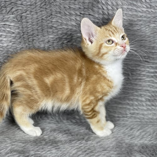 SCREECH - ANDREA FOSTER - Domestic Short Hair for adoption in Athens