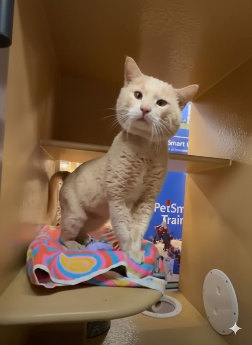 EARL - Domestic Short Hair for adoption in Athens